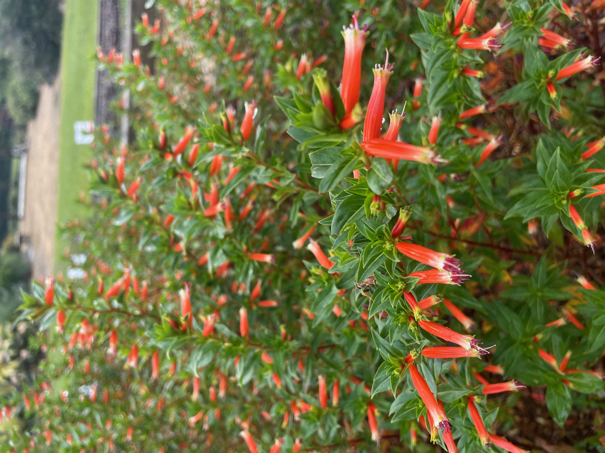 A dense cluster of green foliage with numerous small, tubular, bright red-orange flowers resembling tiny trumpets. The background is softly blurred, suggesting an outdoor garden setting with additional greenery and possibly a pathway.